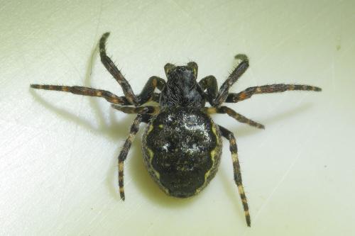 Réf. 293 888 : Nuctenea umbratica